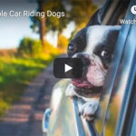 Dr. Nichol’s Video – Miserable Car Riding Dogs