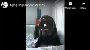 aging dogs video