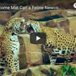 Dr. Nichol’s Video – No Welcome Mat Can a Feline Newcomer Find Love?