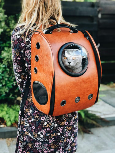 cat in a carrier