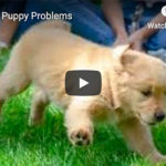 Dr. Nichol’s Video – Panicky Puppy Problems