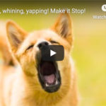 Dr. Nichol’s Video – Barking, whining, yapping! Make it Stop!