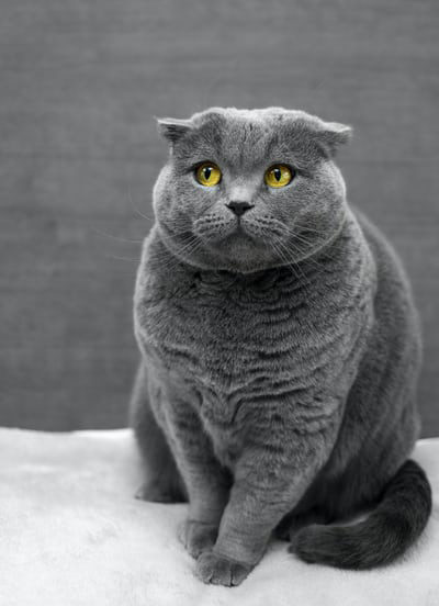 grey cat