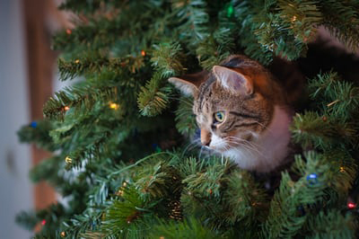 Christmas cat