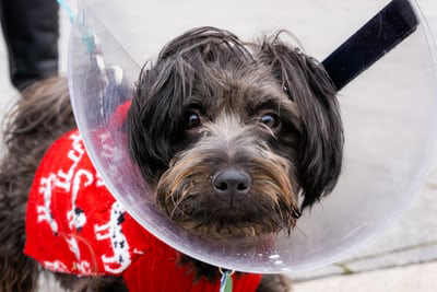 Elizabethan collar