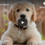 Dr. Nichol’s Video – Crying for Mom