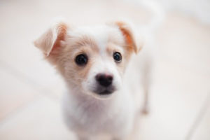 Puppy