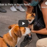 Dr. Nichol’s Video – COVID Risk to Pets or from Pets?
