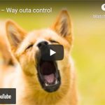 Dr. Nichol’s Video – Barking – Way outa control