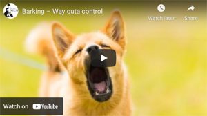 barking dog video