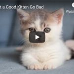 Dr. Nichol’s Video – Don’t Let a Good Kitten Go Bad