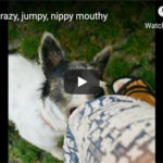 Dr. Nichol’s Video – Puppy crazy, jumpy, nippy mouthy