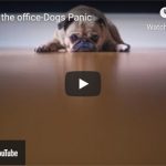 Dr. Nichol’s Video – Back to the office-Dogs Panic