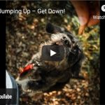Dr. Nichol’s Video – Pesky, Jumping Up – Get Down!