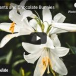 Dr. Nichol’s Video – Killer Plants and Chocolate Bunnies