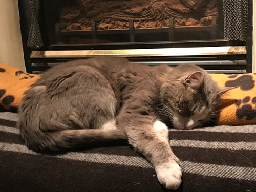 photo of cat sleeping