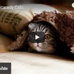 Dr. Nichol’s Video – Hiding Scaredy Cats