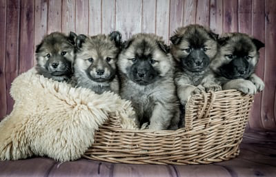 puppies in a basket