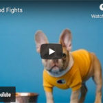 Dr. Nichol’s Video – Dog Food Fights