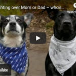 Dr. Nichol’s Video – Dogs fighting over Mom or Dad – who’s closer?