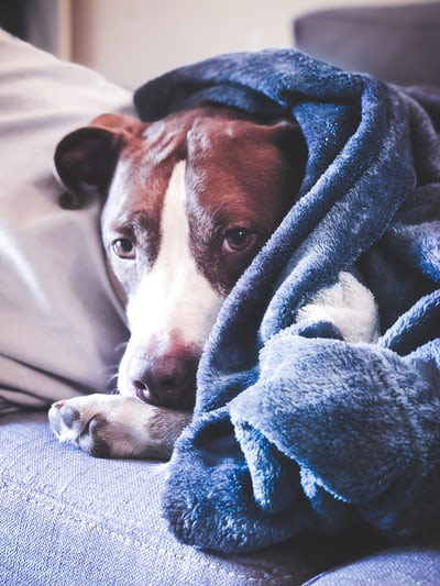 Blanket dog