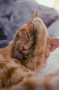 Grooming cat