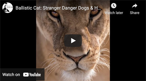 aggressive cat video