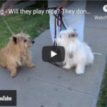 Dr. Nichol’s Video – New Dog – Will they play nice? They don’t?