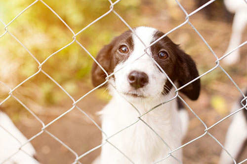 photo of a dog behind a fence