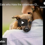 Dr. Nichol’s Video – Dogs & Cats who Hate the Veterinary Clinic