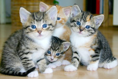 Kittens