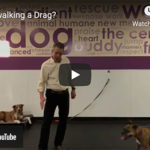 Dr. Nichol’s Video – Leash walking a Drag?