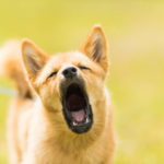 Media – Barking: Normal Canine Communication