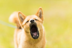barking