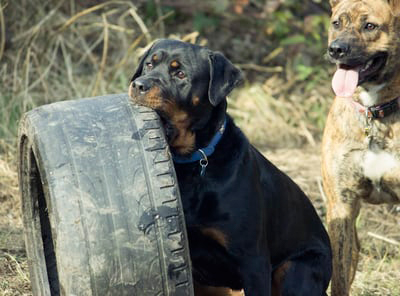 dog tire biting photo