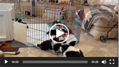puppies in playpen video