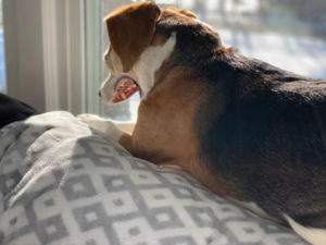 beagle photo