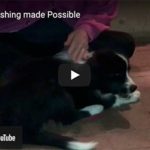 Dog Brushing made Possible
