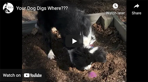 digging puppy