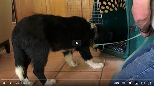 puppy crate training video