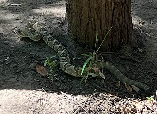 Rattlesnake in the Gila