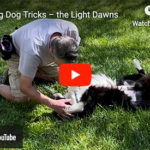 Learning Dog Tricks – The Light Dawns