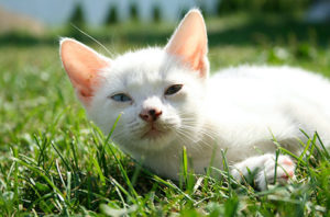 Blue eyed white cat
