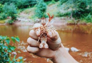 crawdad