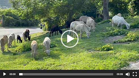 goats video thumbnail