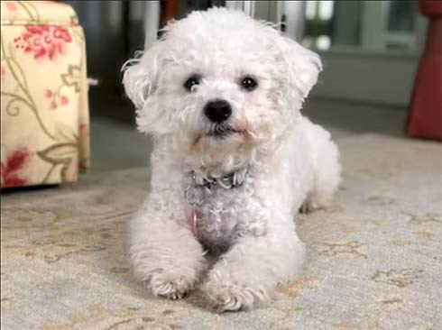 Bichon Frise