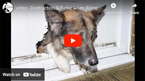 destructive dog video
