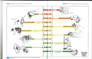 Ladder of aggression graphic