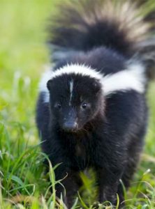 skunk