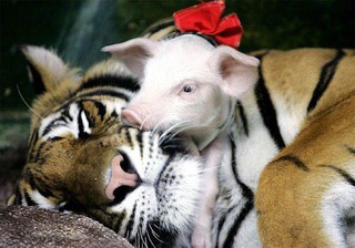 tiger and piglets